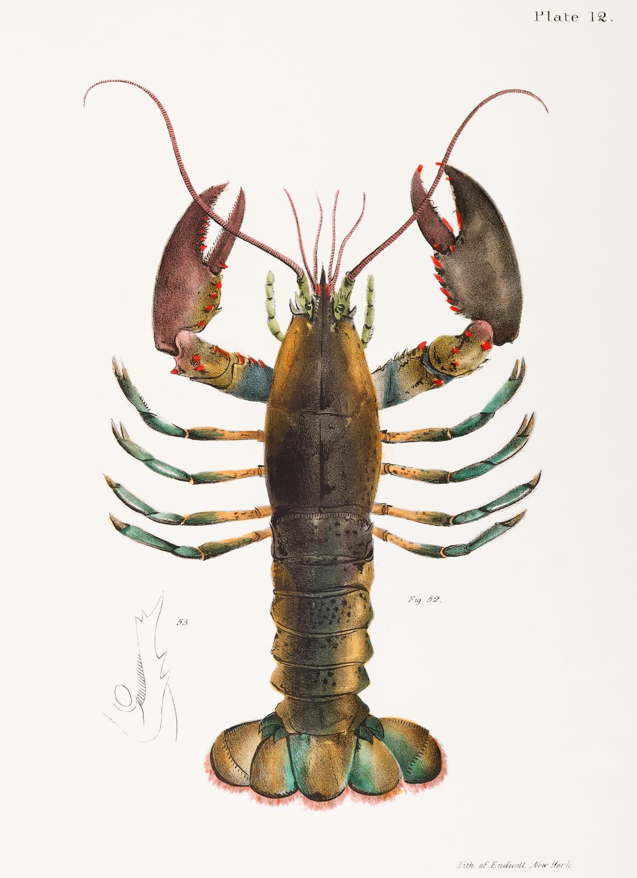 Vintage Illustration of a lobster on a white background