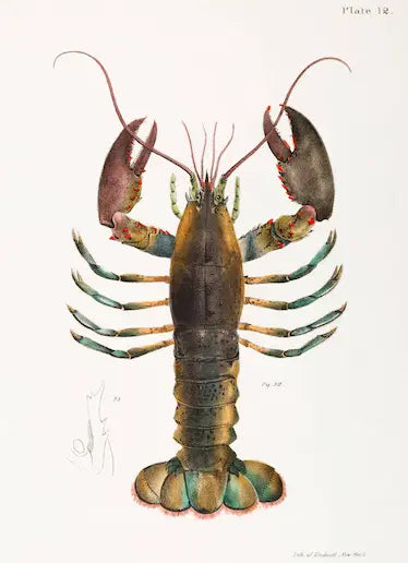 Illustration of a lobster on a white background