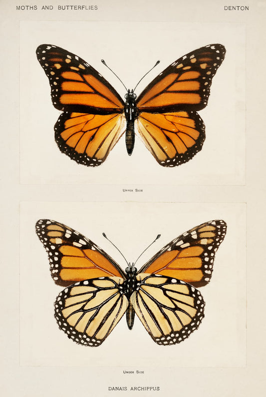Illustration of two monarch butterflies, top and bottom views, on a beige background.