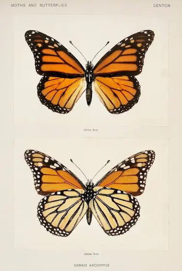 Two monarch butterflies on a light beige background with text 'Moths and Butterflies' and 'Denton'.
