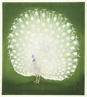 Peacock with open tail feathers on a green background