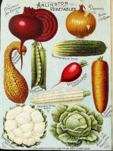 Illustration of various vegetables with labels on a white background