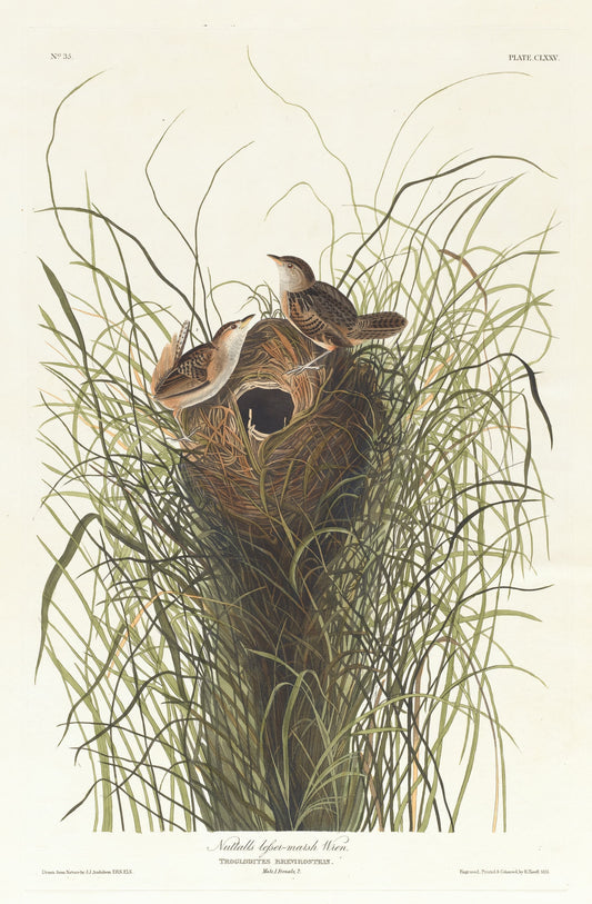 Illustration of two birds perched on a nest among grasses
