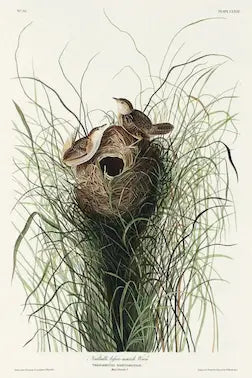 Illustration of a bird's nest with eggs in tall grass