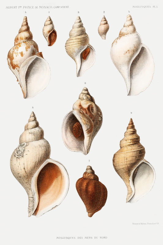 Illustration of various shell species on a white background