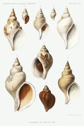Illustration of various shell shapes on a white background