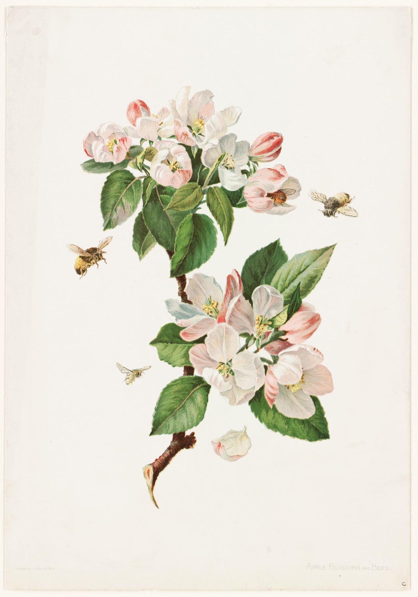 Illustration of a branch with pink and white flowers and bees on a white background