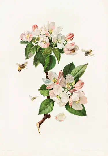 Museum-quality Giclée reproduction of a 1900s botanical print featuring white and pink Apple Blossom flowers and three Honey Bees, perfect for Cottagecore or Farmhouse decor.