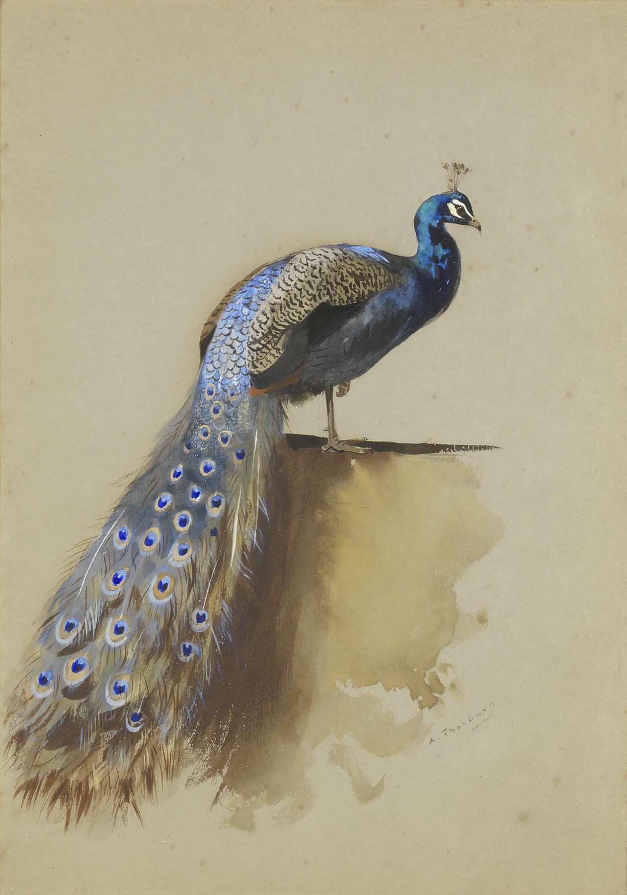 High-quality Giclée reproduction of Archibald Thorburn's 1900s watercolor of an Indian Peafowl (peacock) with tail feathers draped, wildlife ornithology illustration.