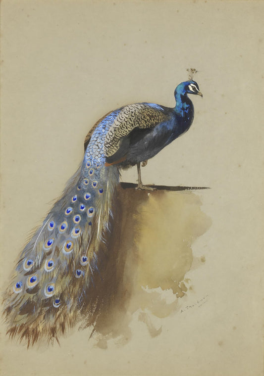 High-quality Giclée reproduction of Archibald Thorburn's 1900s watercolor of an Indian Peafowl (peacock) with tail feathers draped, wildlife ornithology illustration.