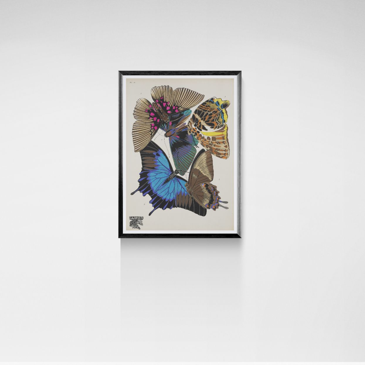 Framed artwork of butterflies on a white wall