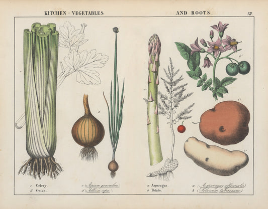 Kitchen vegetables with asparagus print (1800s) | Charlotte Mary Yonge