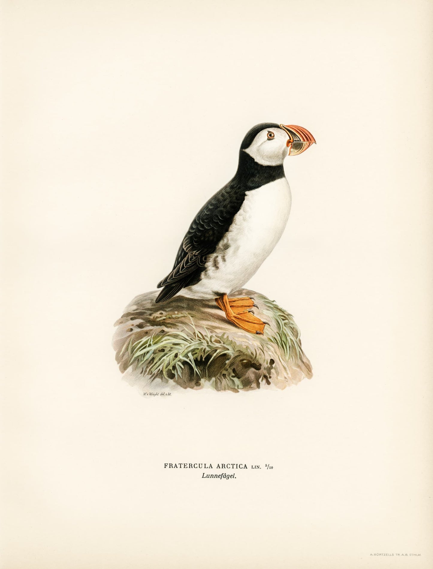 Illustration of a puffin on a rock with a beige background
