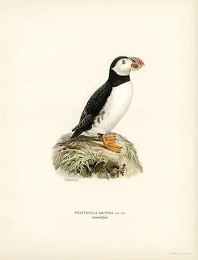 High-quality Giclée reproduction of a classic 19th-century ornithological plate showing an Atlantic Puffin (Fratercula Arctica) perched on a grassy rock, featuring black, white, and orange beak details.