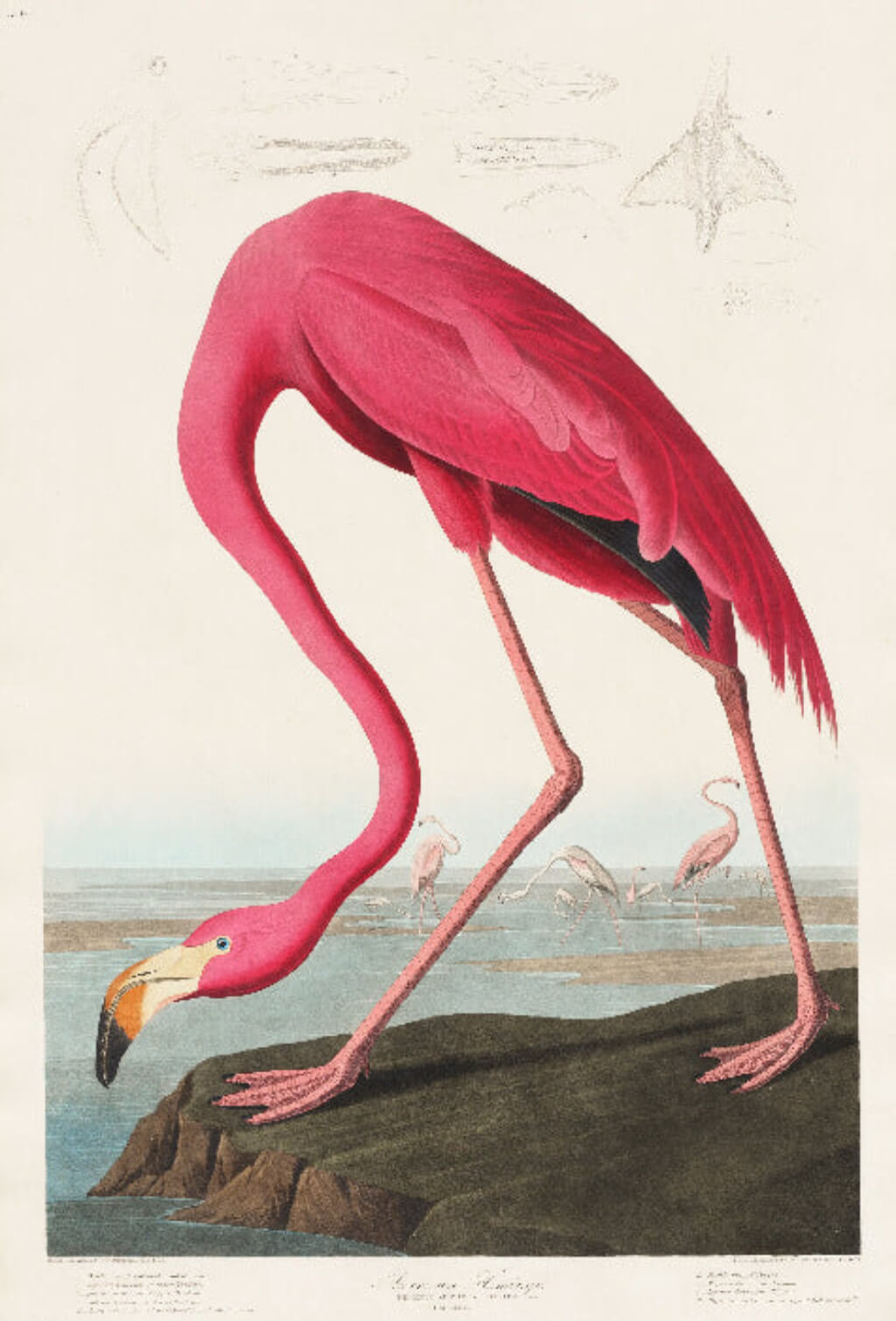High-quality Giclée reproduction of John James Audubon's hand-colored etching 'American Flamingo' (1838), showing a large, vibrant pink flamingo with its head dipped toward the water, antique ornithological illustration.