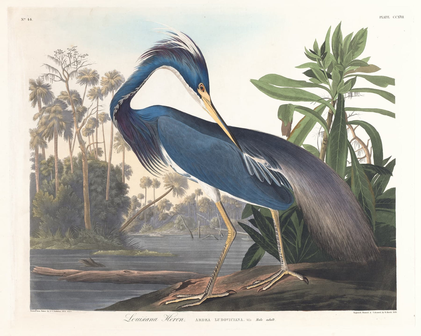 High-quality Giclée reproduction of John James Audubon's Louisiana Heron print, showing the blue heron in a swamp scene with palm trees, 19th-century ornithology illustration.