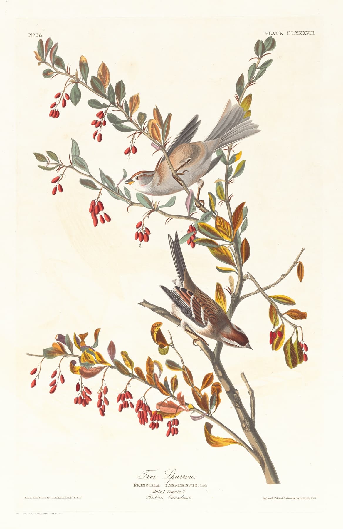 High-quality Giclée reproduction of John James Audubon's Tree Sparrow print, showing two sparrows perched on a branch with red berries, 19th-century ornithology illustration.