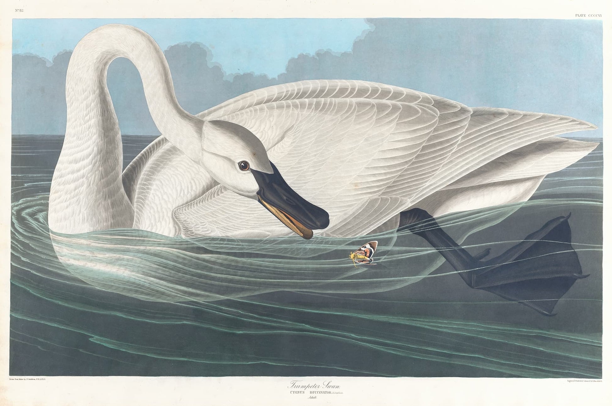 High-quality Giclée reproduction of John James Audubon's 'Trumpeter Swan' (1838), showing a large white swan preening its wing while floating on dark water, antique ornithological illustration.