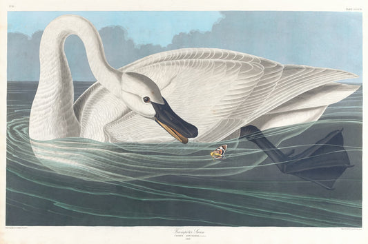 High-quality Giclée reproduction of John James Audubon's 'Trumpeter Swan' (1838), showing a large white swan preening its wing while floating on dark water, antique ornithological illustration.