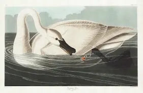 High-quality Giclée reproduction of John James Audubon's 'Trumpeter Swan' (1838), showing a large white swan preening its wing while floating on dark water, antique ornithological illustration.