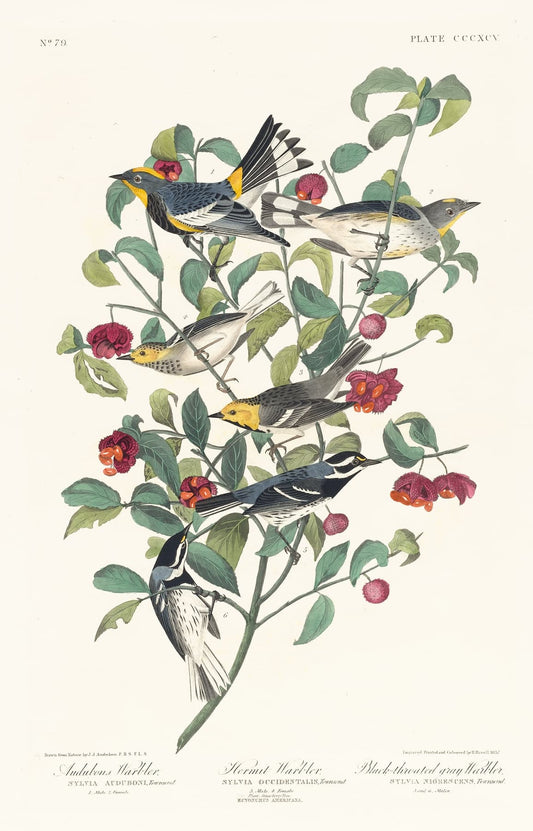 High-quality Giclée reproduction of John James Audubon's Warblers plate, illustrating five different species of warblers perched on a berry branch, 19th-century ornithology chart.