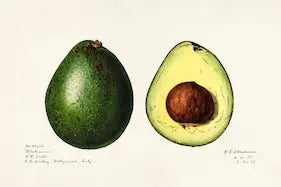 Illustration of an avocado and a halved avocado on a white background