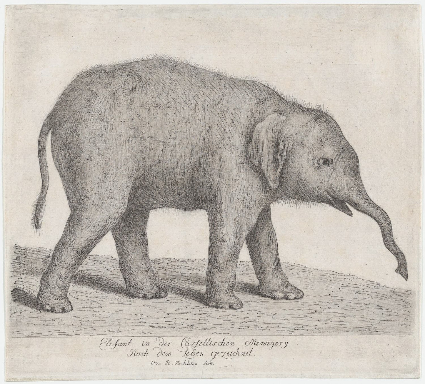 Museum-quality Giclée reproduction of an 18th-century Baby Elephant calf zoological engraving, featuring a finely detailed black and white study of the animal, originally drawn from life. Ideal for nursery or natural history decor.