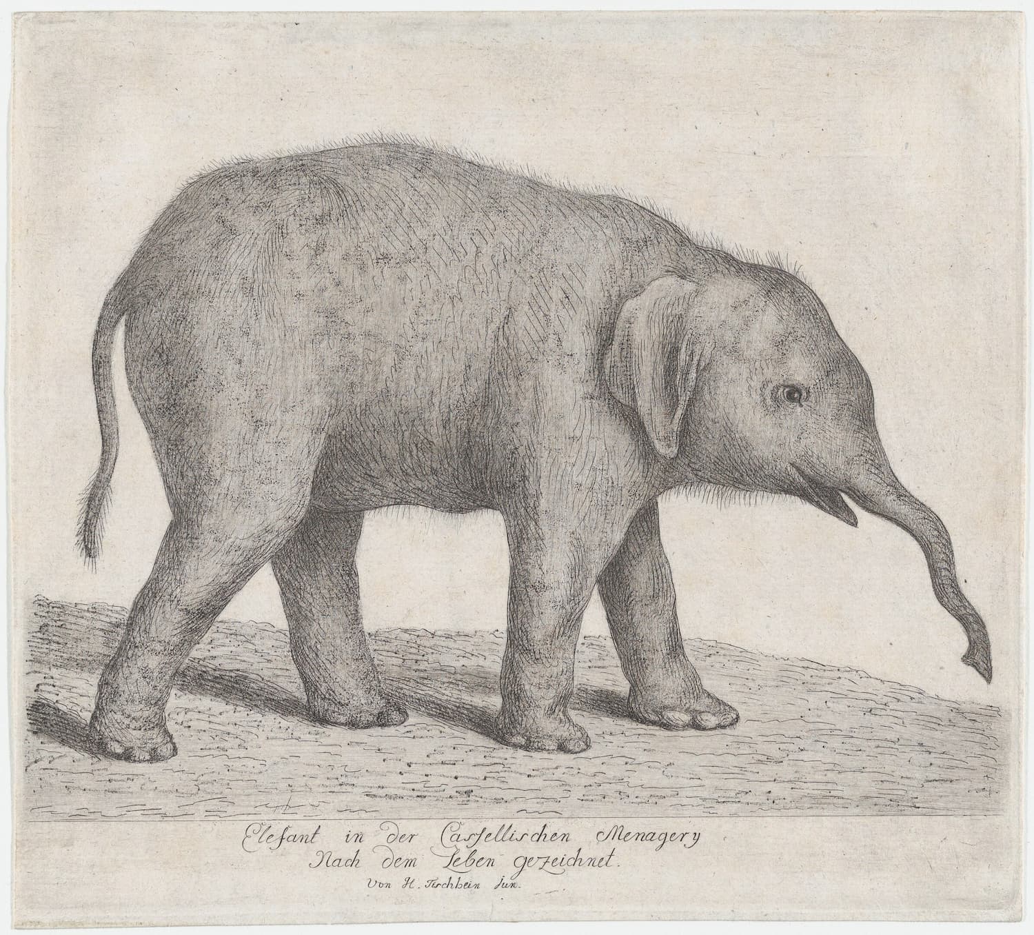 Museum-quality Giclée reproduction of an 18th-century Baby Elephant calf zoological engraving, featuring a finely detailed black and white study of the animal, originally drawn from life. Ideal for nursery or natural history decor.