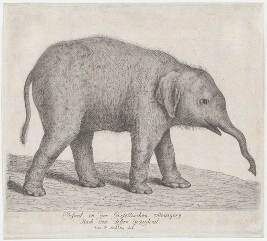 Museum-quality Giclée reproduction of an 18th-century Baby Elephant calf zoological engraving, featuring a finely detailed black and white study of the animal, originally drawn from life. Ideal for nursery or natural history decor.