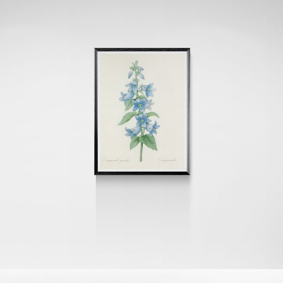 Framed botanical print of blue flowers on a white wall