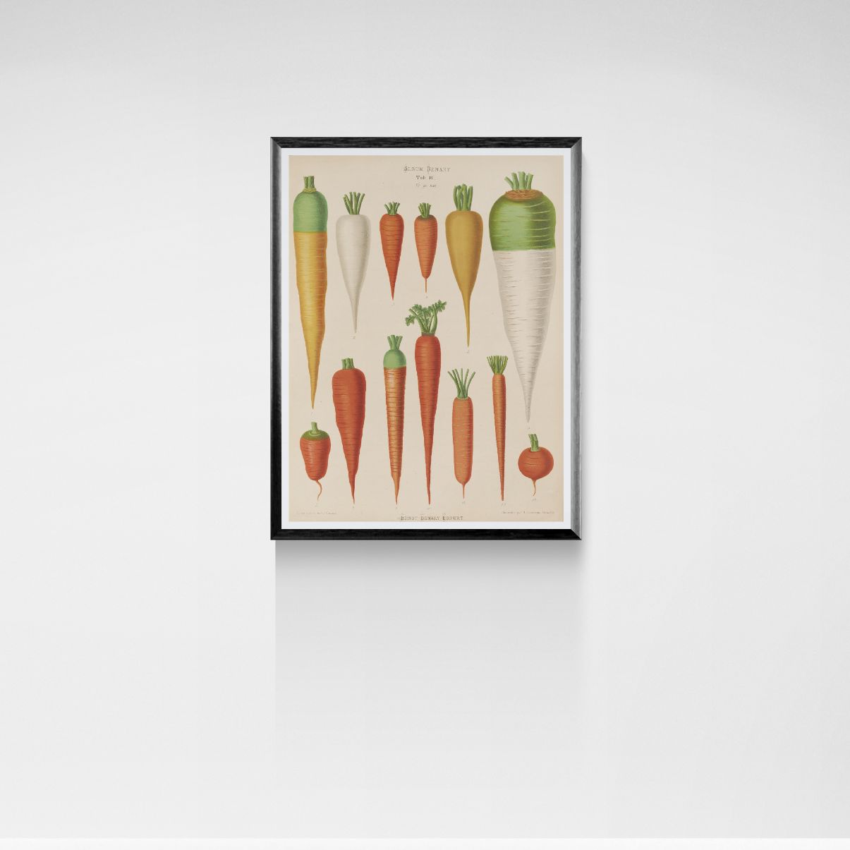 Framed artwork of carrots and radishes on a white wall