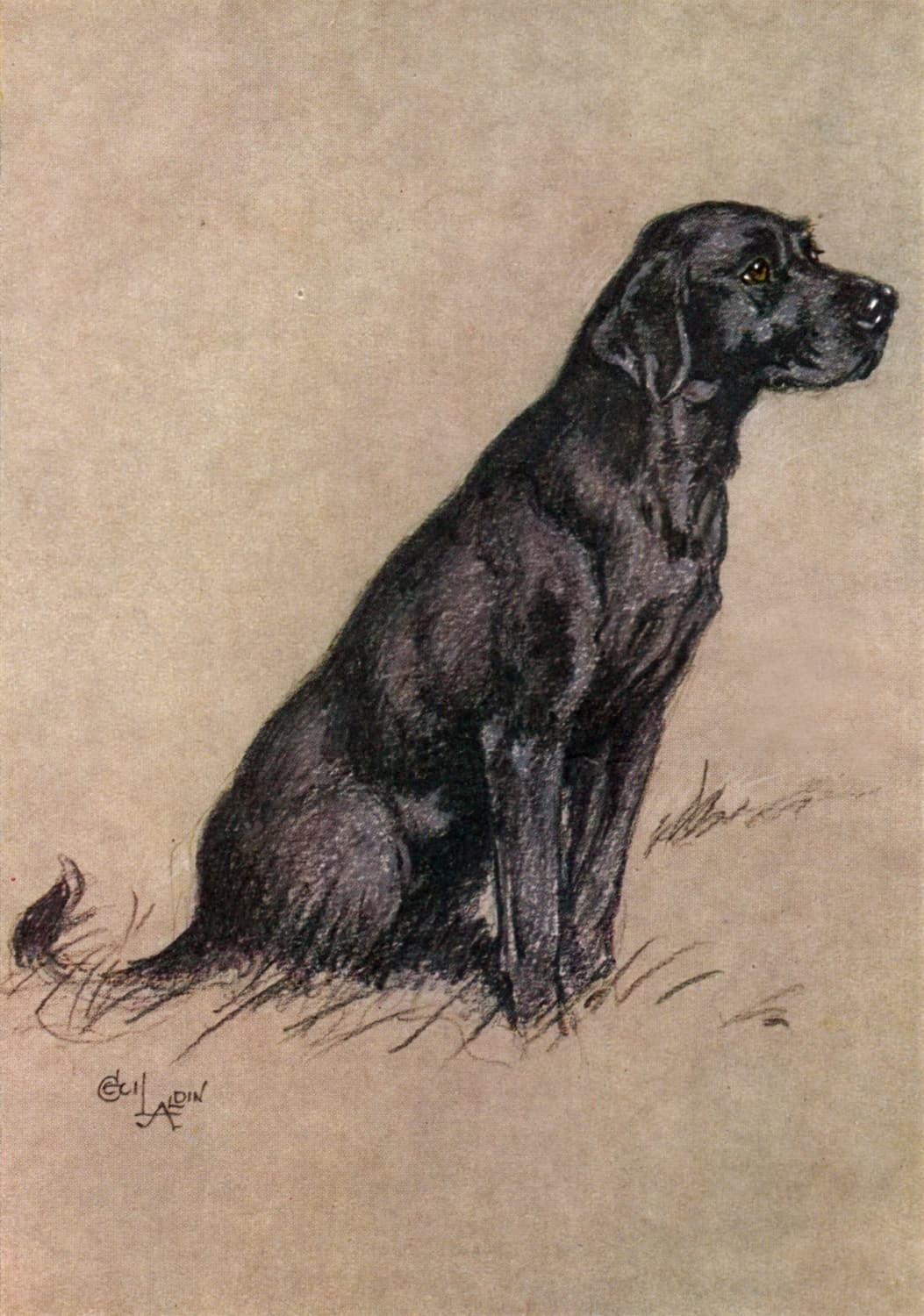 High quality Giclée reproduction of Cecil Aldin's 1928 drawing of a seated black Labrador, vintage British dog portrait.