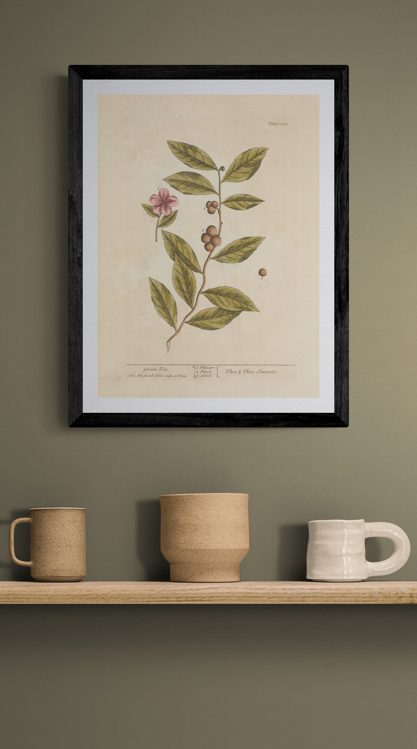 Green tea plant (1739) | Elizabeth Blackwell