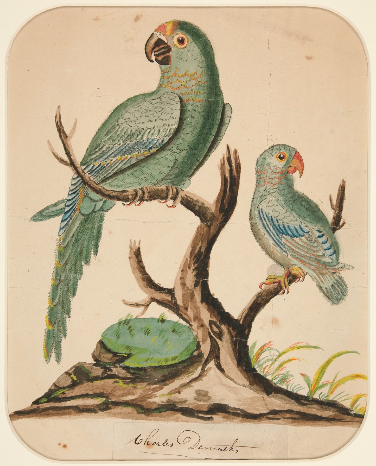 Illustration of two parrots on a branch with a lily pad and grass.
