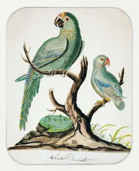 High-quality Giclée reproduction of a watercolor painting of two parrots on a branch, one large with turquoise feathers and one small, signed 'Charles Demuth,' vintage 1900s.