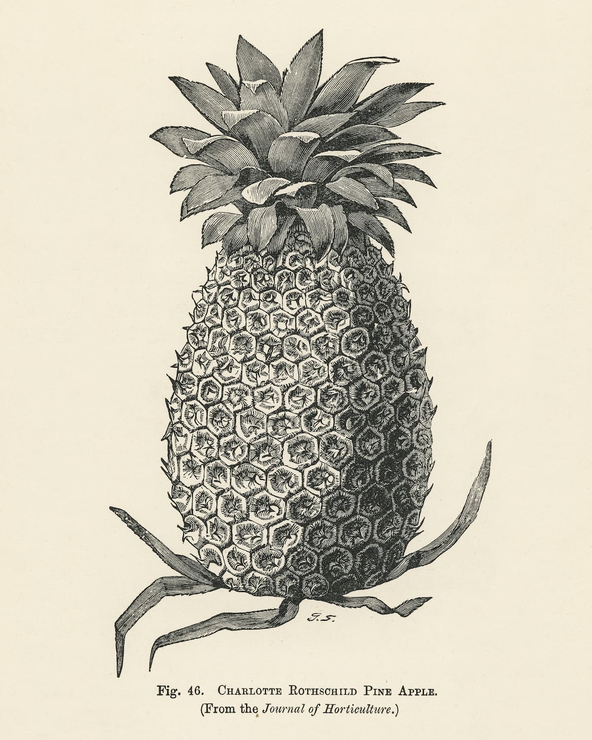 Museum-quality Giclée reproduction of the "Charlotte Rothschild Pine Apple" 1890s botanical engraving, featuring a detailed, black and white scientific illustration of a single pineapple. Ideal for kitchen, study, or tropical decor.