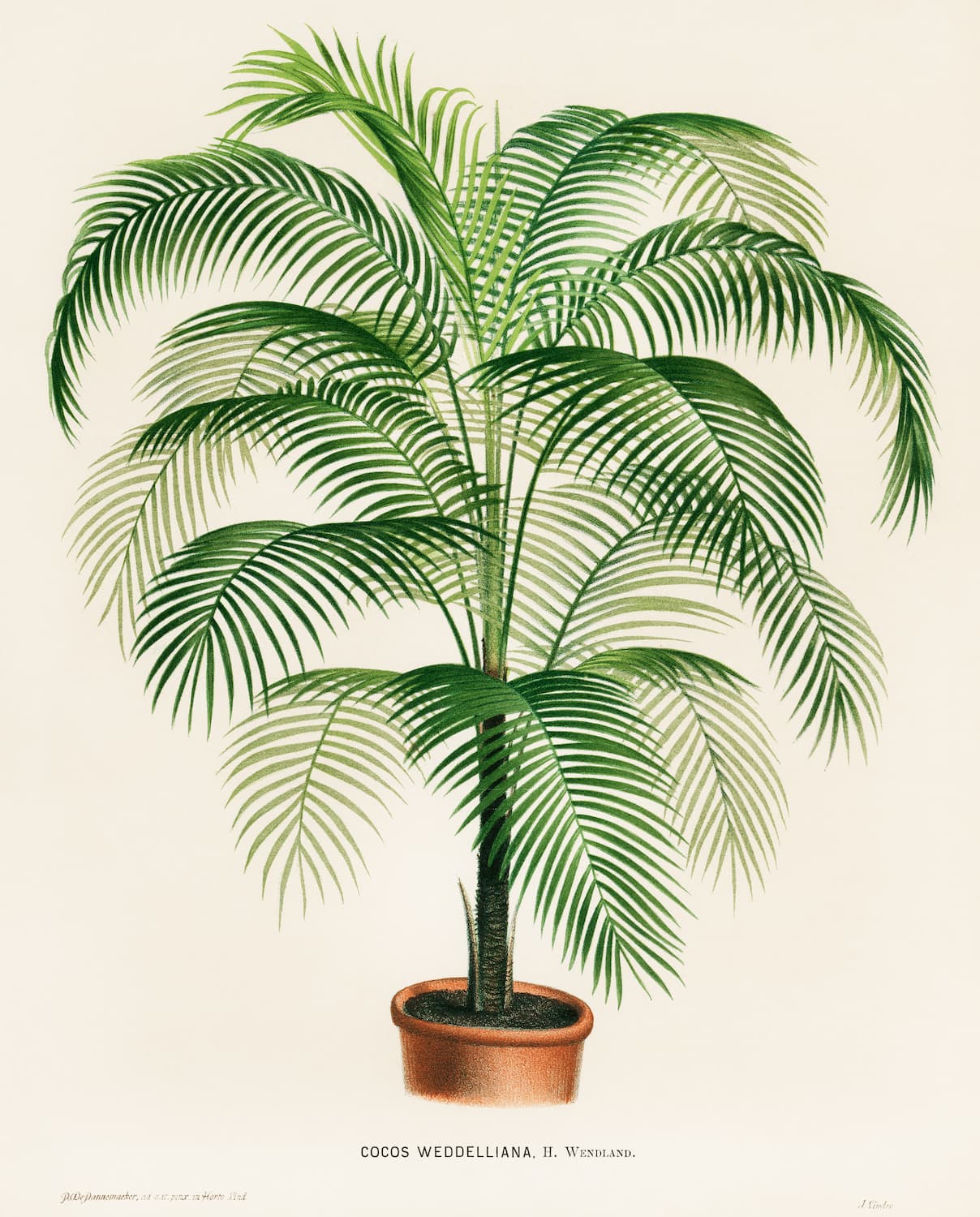 Museum-quality Giclée reproduction of an 1875 botanical illustration of Cocos Weddelliana (Palm Tree), featuring a lush green potted palm, ideal for tropical or Jungalow home decor.