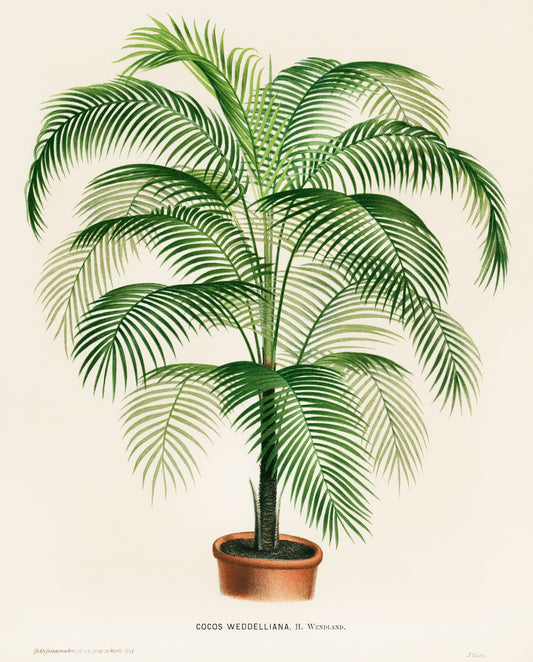 Museum-quality Giclée reproduction of an 1875 botanical illustration of Cocos Weddelliana (Palm Tree), featuring a lush green potted palm, ideal for tropical or Jungalow home decor.