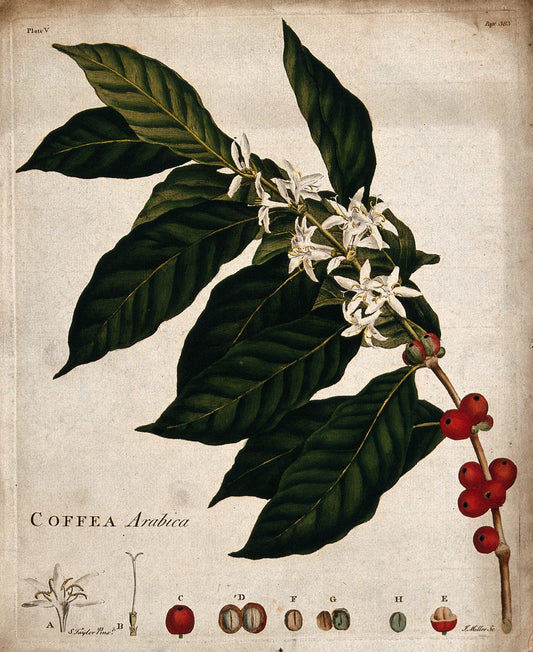Illustration of Coffea Arabica with leaves, flowers, and berries on a beige background.