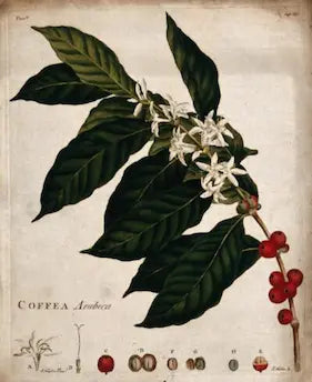 Museum-quality Giclée reproduction of a 1700s botanical illustration of Coffea Arabica (Coffee Plant), featuring green leaves, white flowers, red coffee berries, and detailed bean diagrams. Ideal kitchen or cafe wall art.