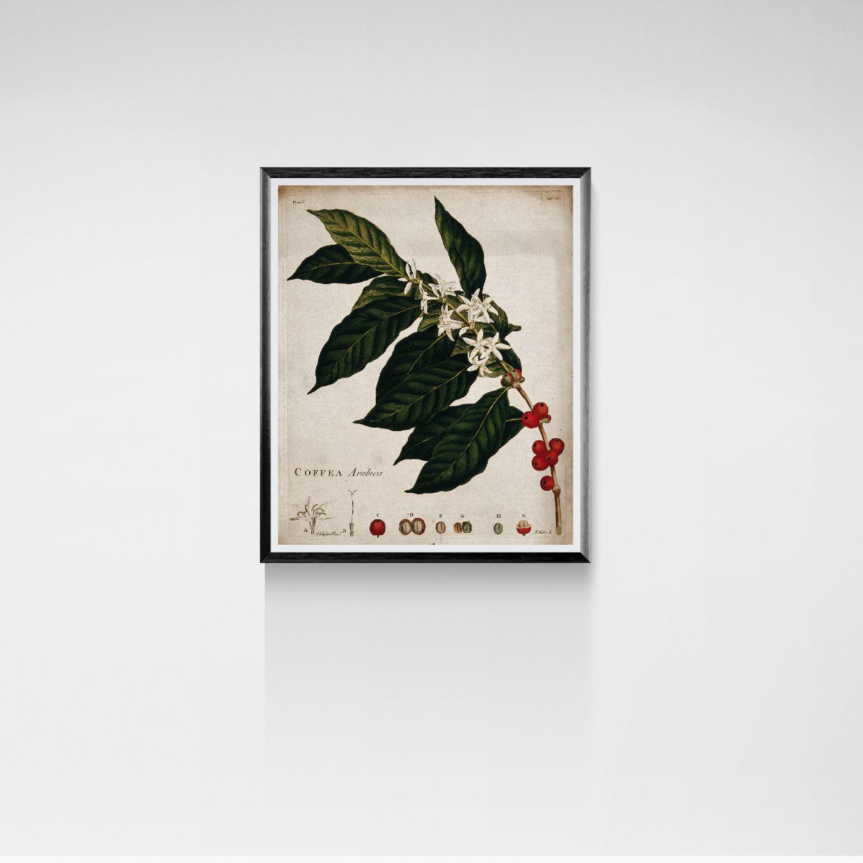 Framed botanical print of coffee plant on a white wall