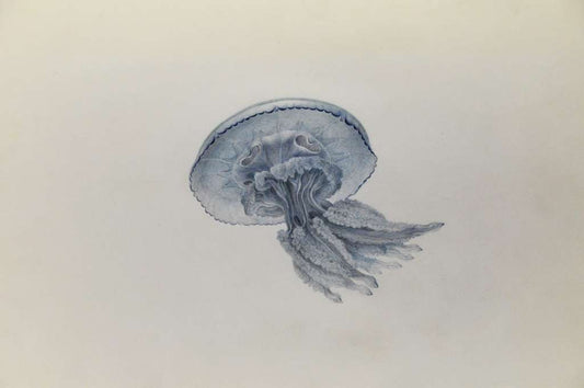 Jellyfish illustration (1800s) | Charles Alexandre Lesueur