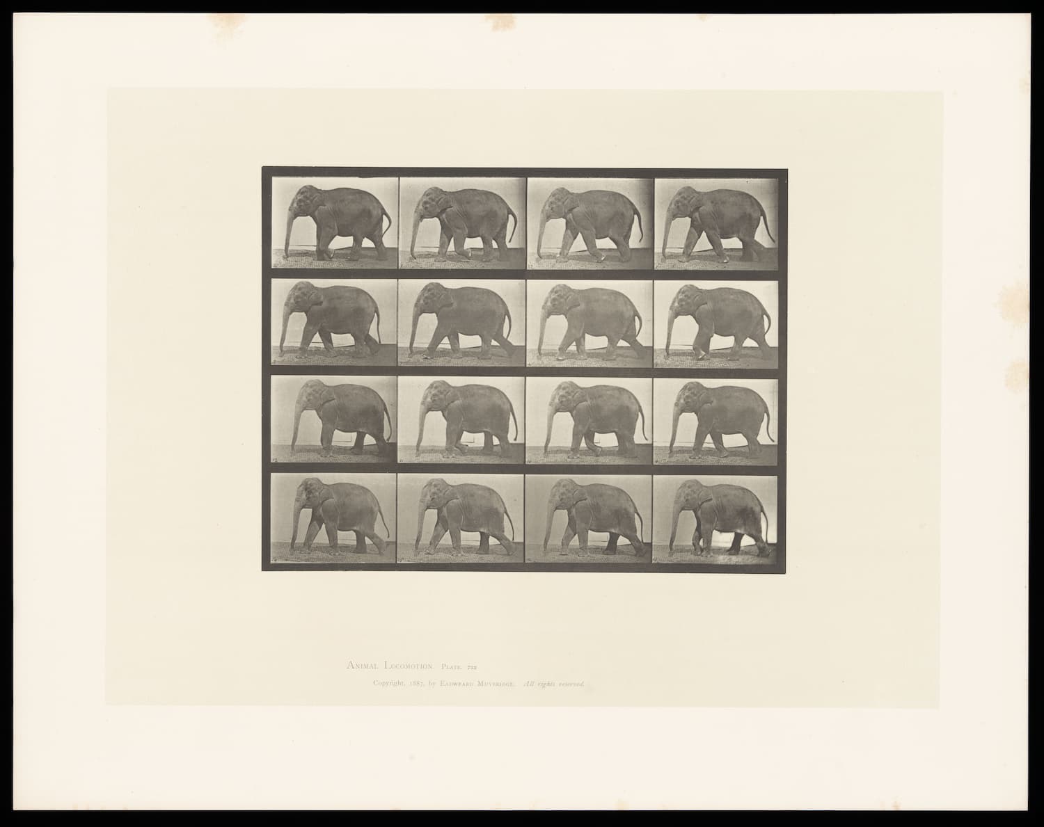 Museum-quality Giclée reproduction of Eadweard Muybridge's iconic 1880s Elephant Locomotion Study, featuring a grid of sequential black and white photographs of the animal's gait. Essential photography history print.