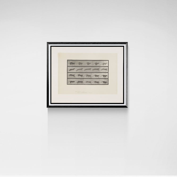 Framed cat artwork on a white wall