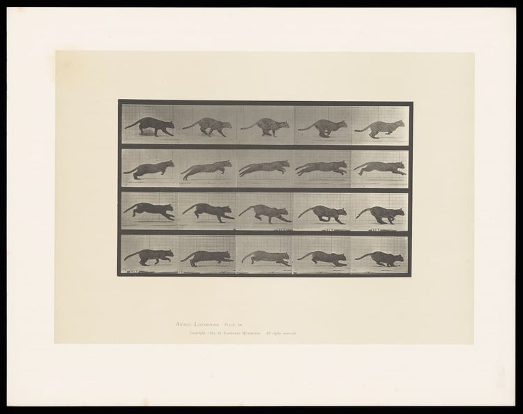 Eadweard Muybridge prints: Cat Running (1887) – Animal Locomotion Fine Art
