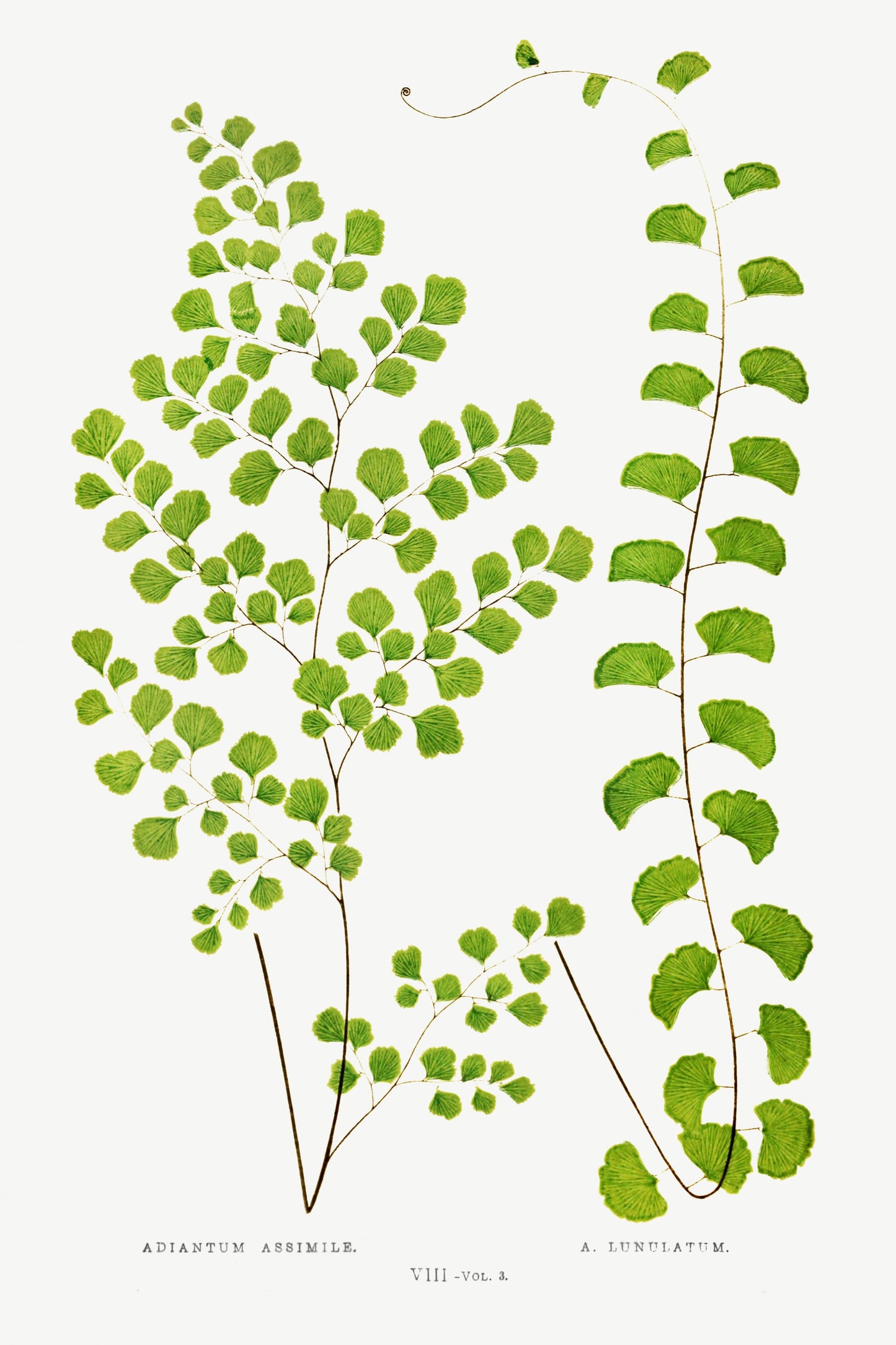 Illustration of maidenhair ferns on a white background