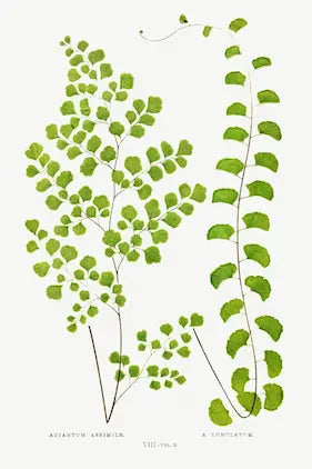 Museum-quality Giclée reproduction of Edward Joseph Lowe's 19th-century botanical illustration, featuring Adiantum Assimile and A. Lunulatum ferns, typical of the Victorian Pteridomania era.