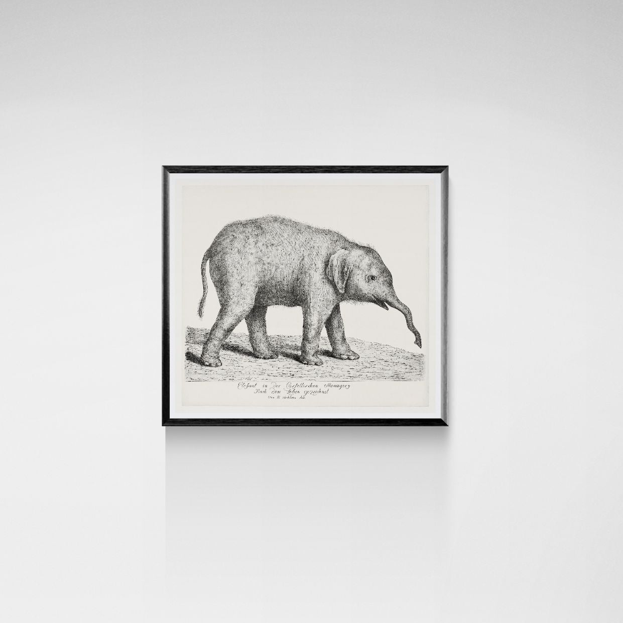 Framed black and white print of an elephant on a light gray wall