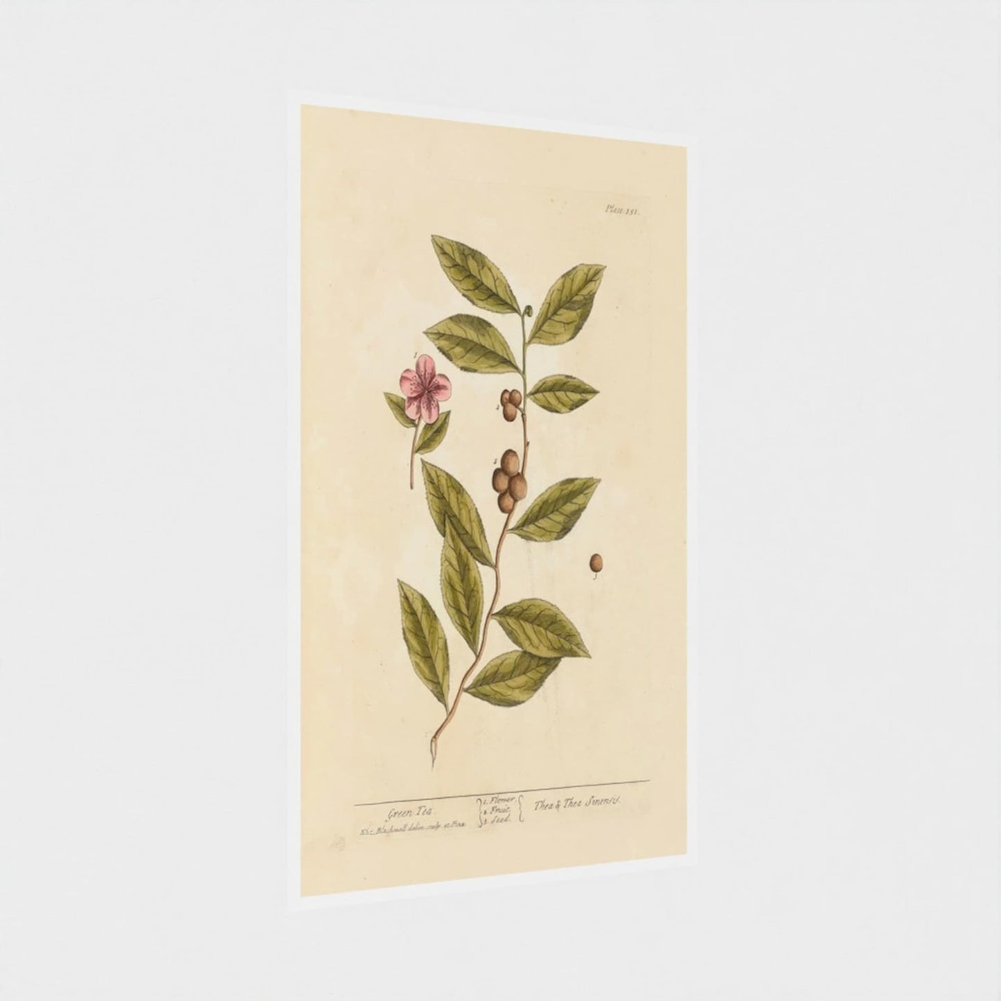 Botanical illustration of a plant with leaves and flowers on a beige background