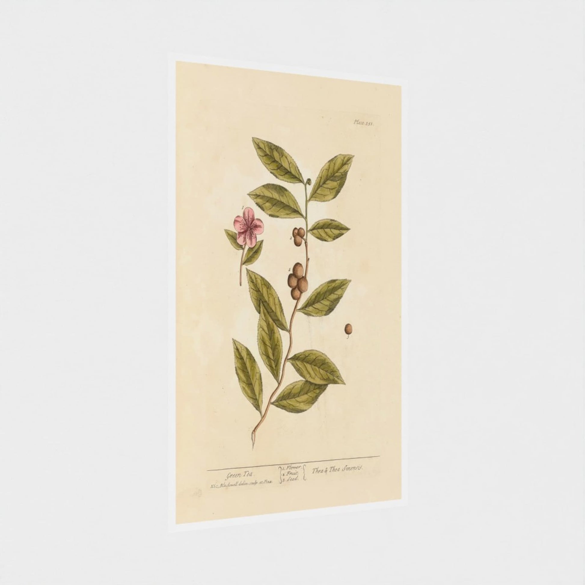 Botanical illustration of a plant with leaves and flowers on a beige background